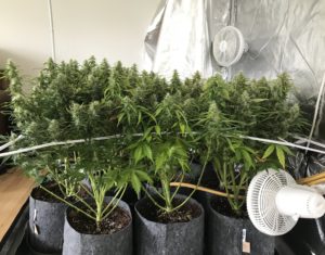 Seedstockers White Widow Autoflower grown 