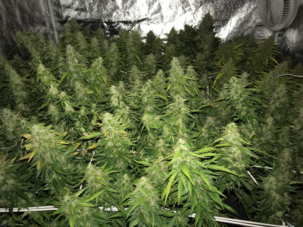 SCROG