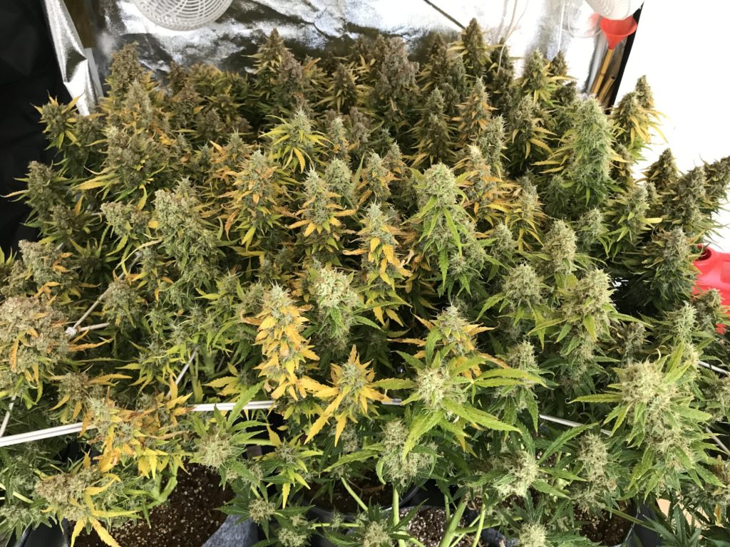 SCROG cannabis SCROG cannabis