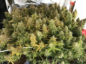Seedstockers White Widow
