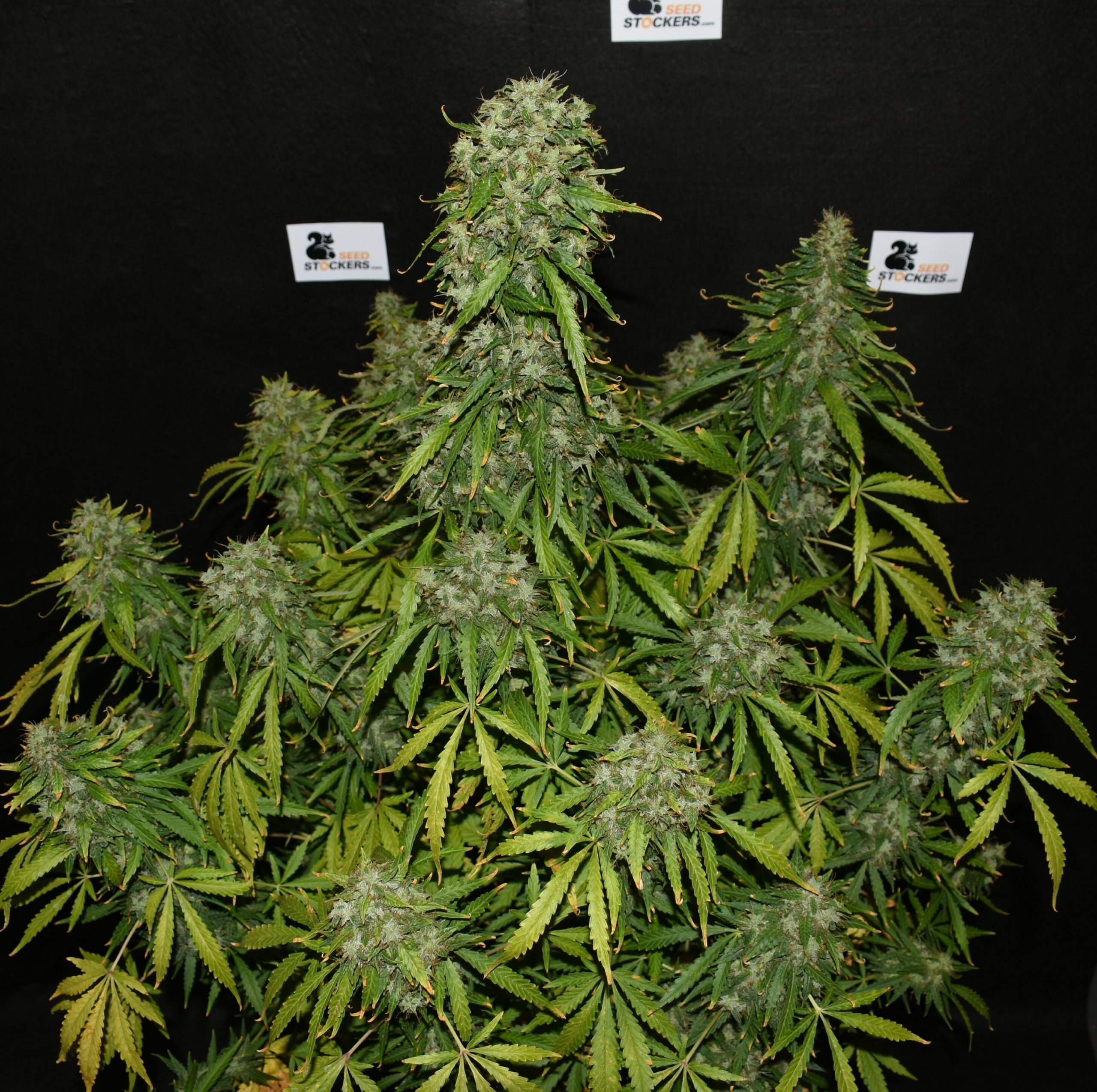 kush auto seedstockers