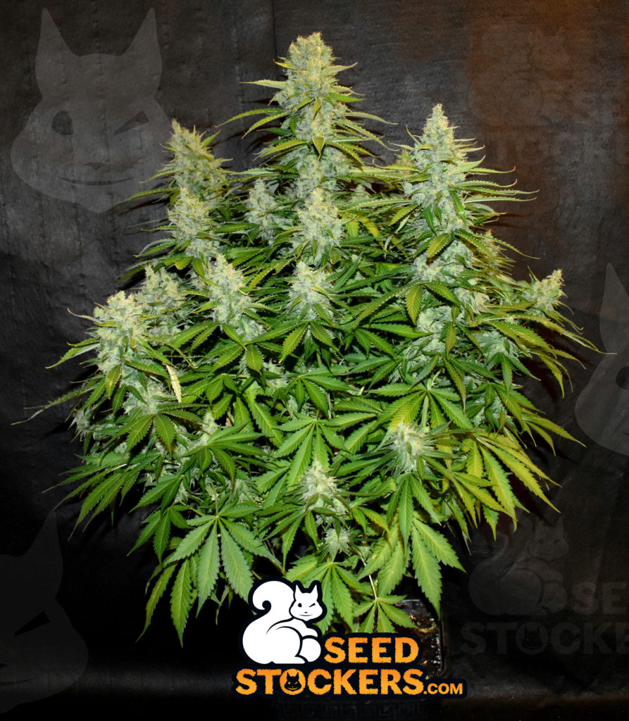 Blackberry Gum Autoflower