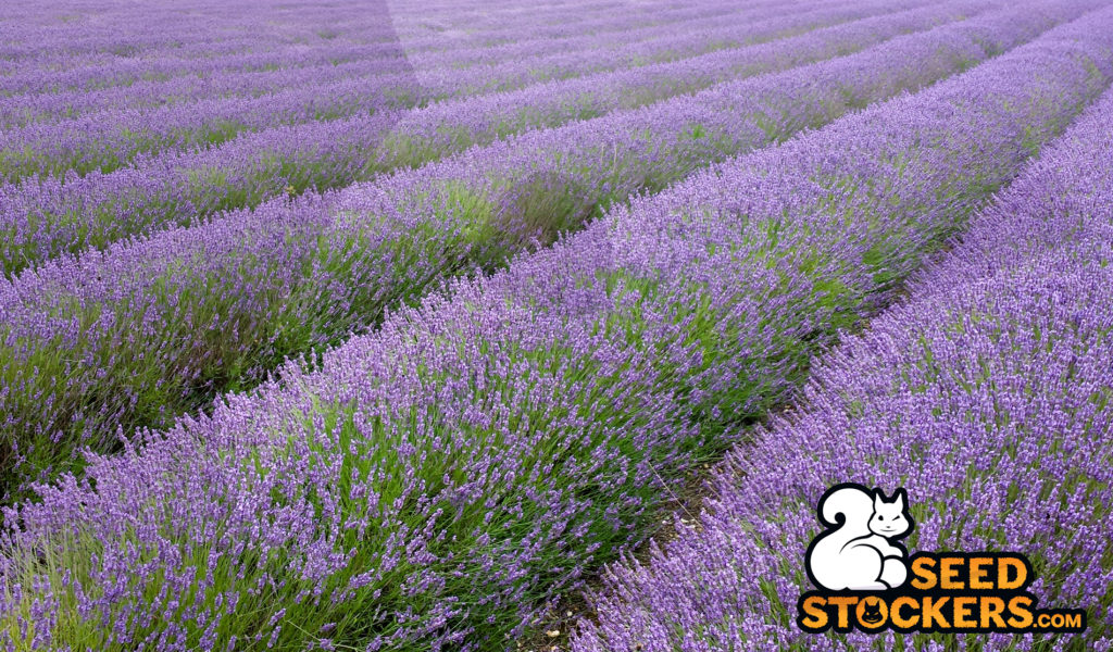 Lavender fields lavender-fields-weedstockers