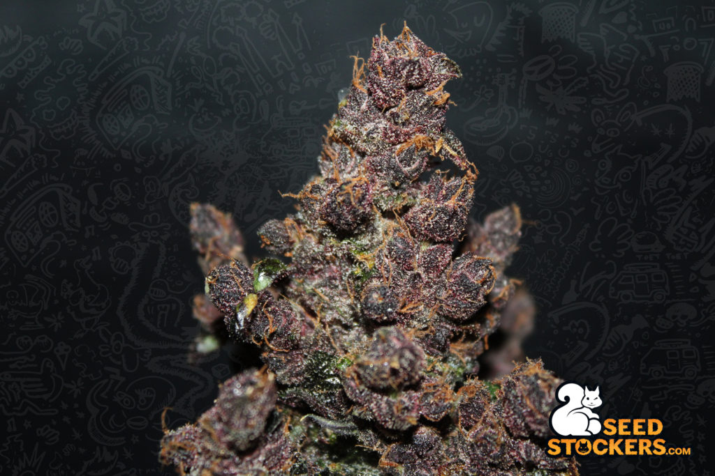 Purple Punch Autoflower Buds