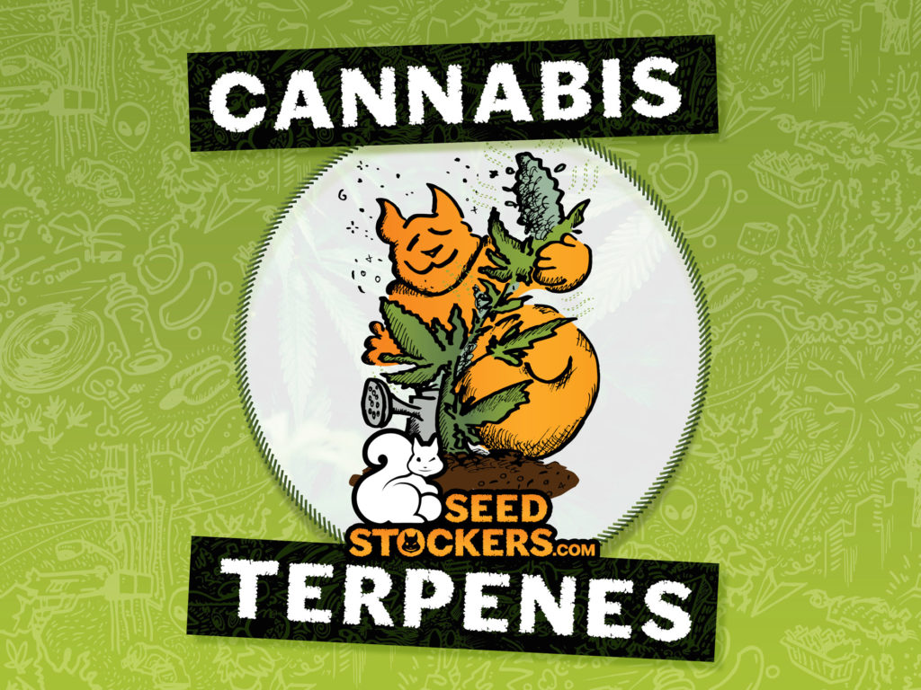 cannabis-terpenes-weedstockers