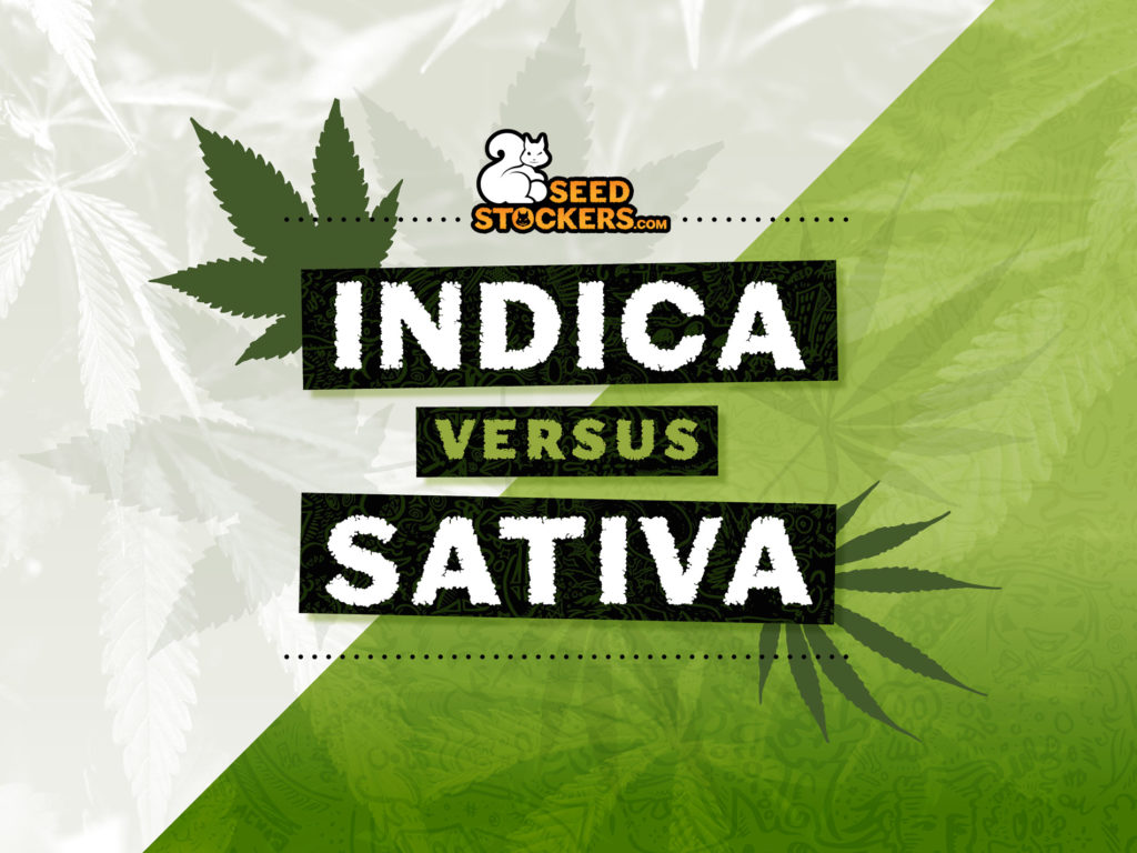 indica versus sativa weedstockers indica versus sativa weedstockers