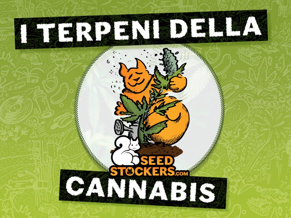 terpeni della cannabis terpeni della cannabis