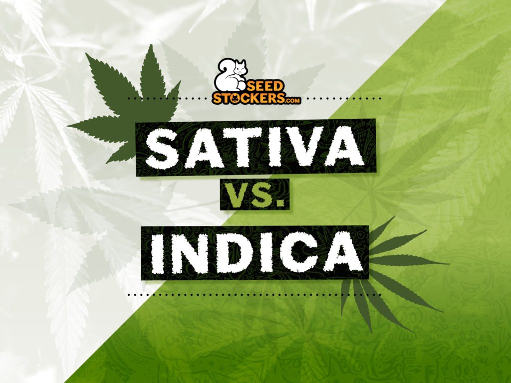 sativa e indica