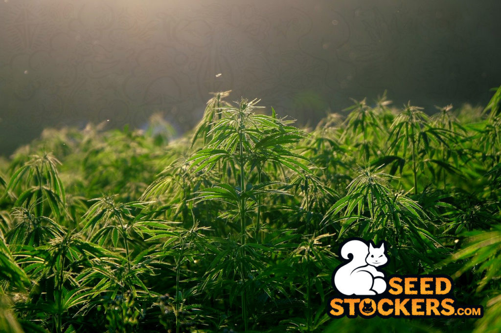 cannabis plants
