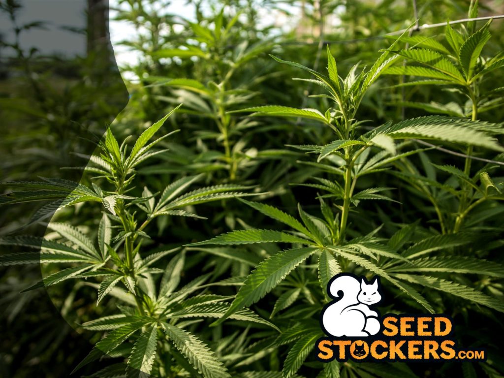 hemp hemp
