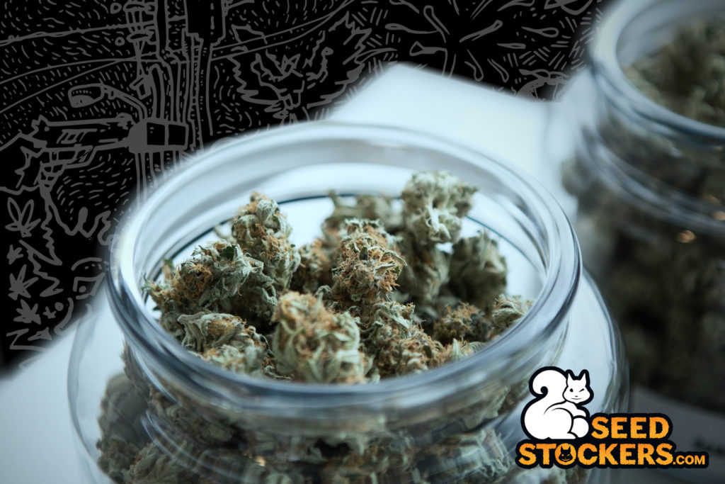 cannabis buds