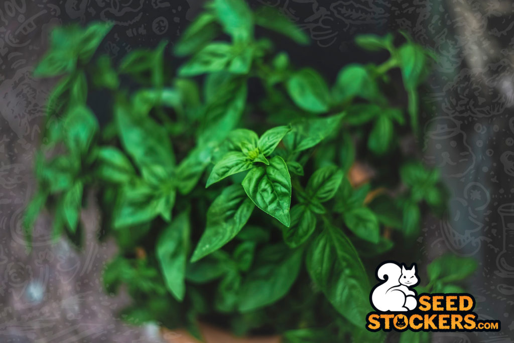 cannabis terpenes mint cannabis terpenes mint