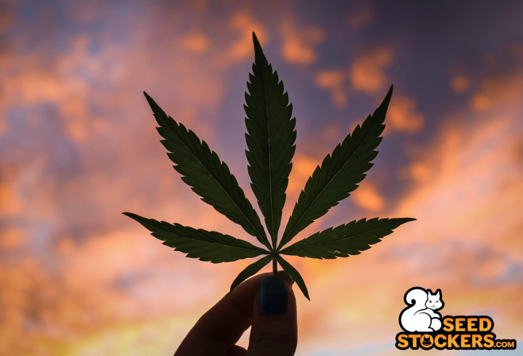 cannabis-leaf