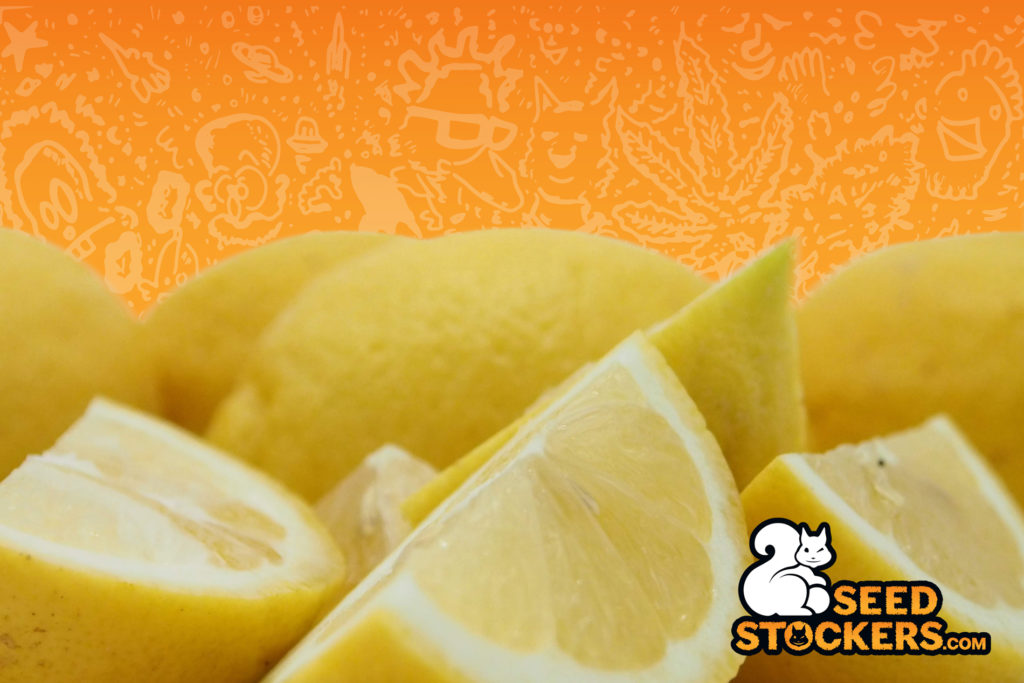 cannabis-terpenes-lime cannabis-terpenes-lime