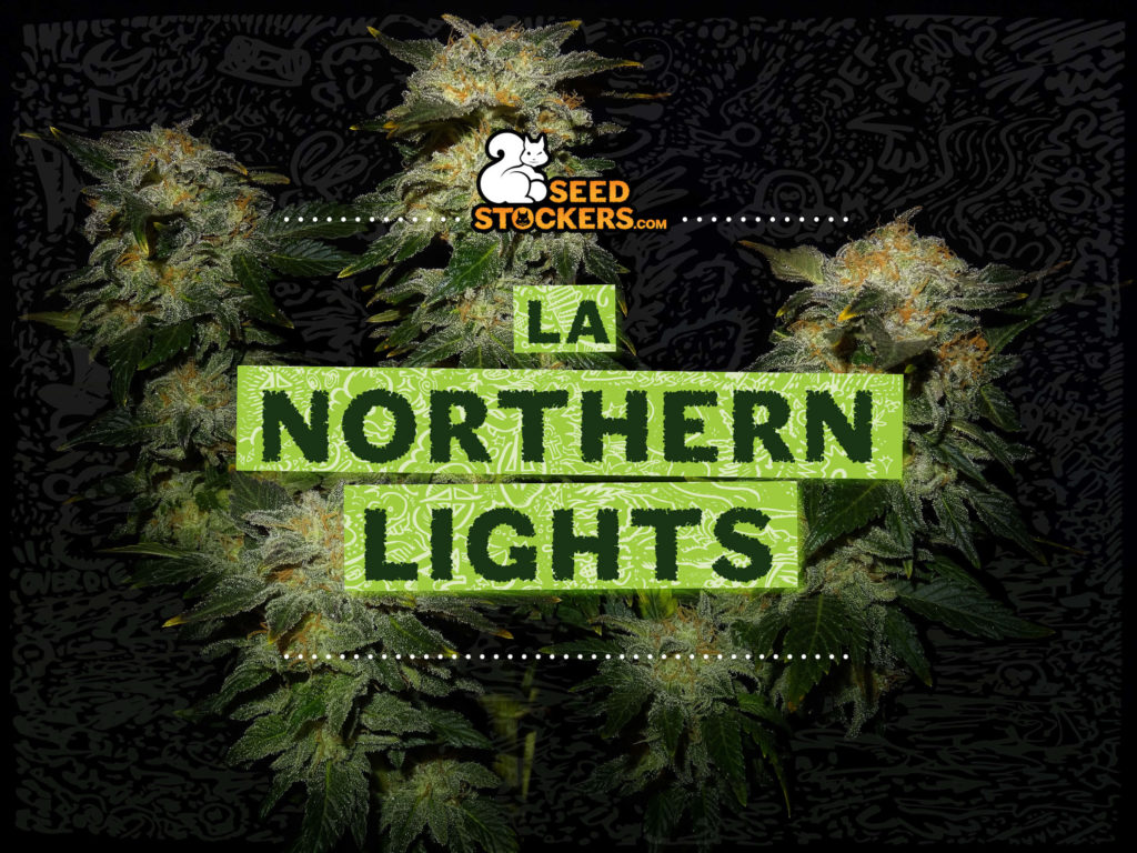 northern lights