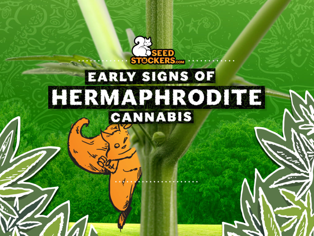 Early sign of hermaphrodite cannabis early signs of hermie plant