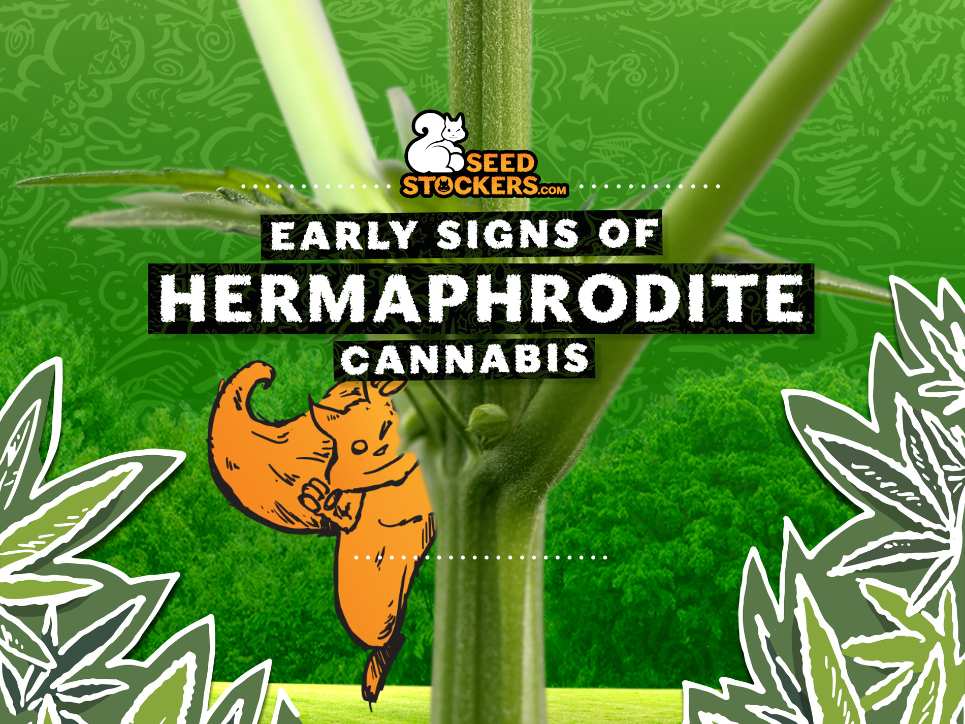 Marihuana Hermafrodita. Señales Tempranas en las Plantas de Cannabis