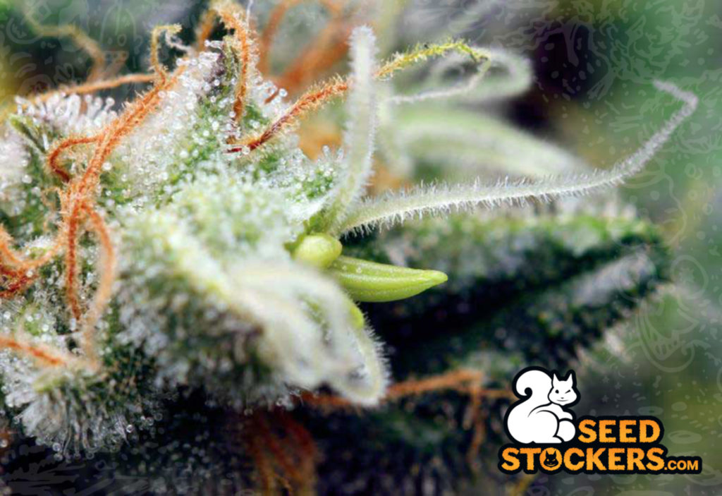 northern-lights-cannabis-details northern-lights-cannabis-details