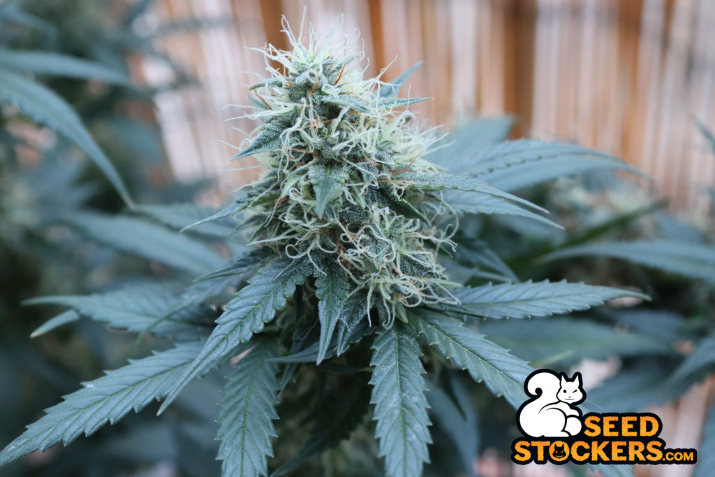 cannabis-indica-anxiety