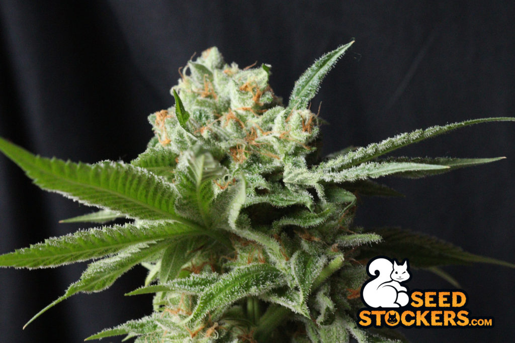 cannabis-anxiety-plant