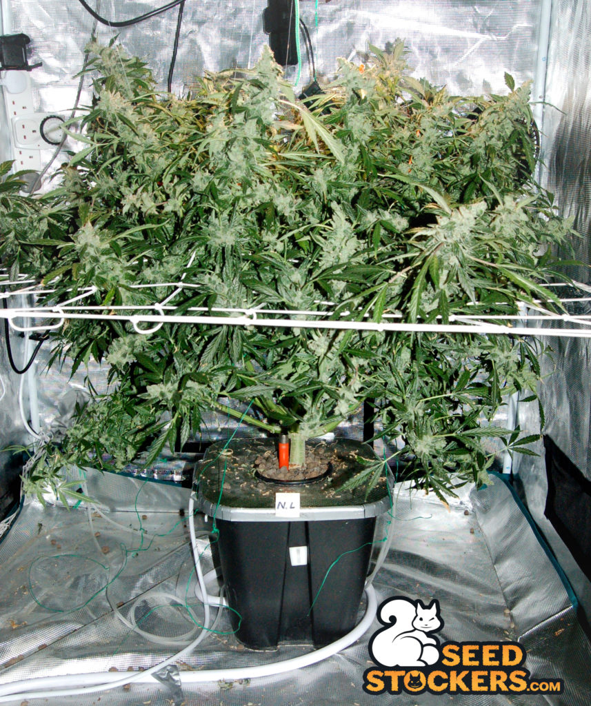 northern-lights-cannabis-plant northern-lights-cannabis-plants