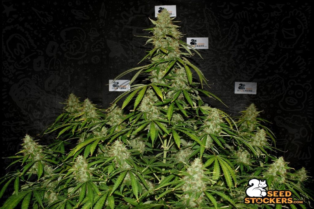 northern-lights-cannabis-plant-weedstockers northern-lights-plants-weedstockers