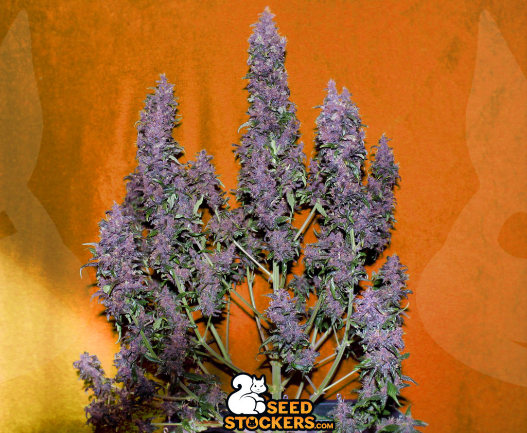 Purple Punch Auto
