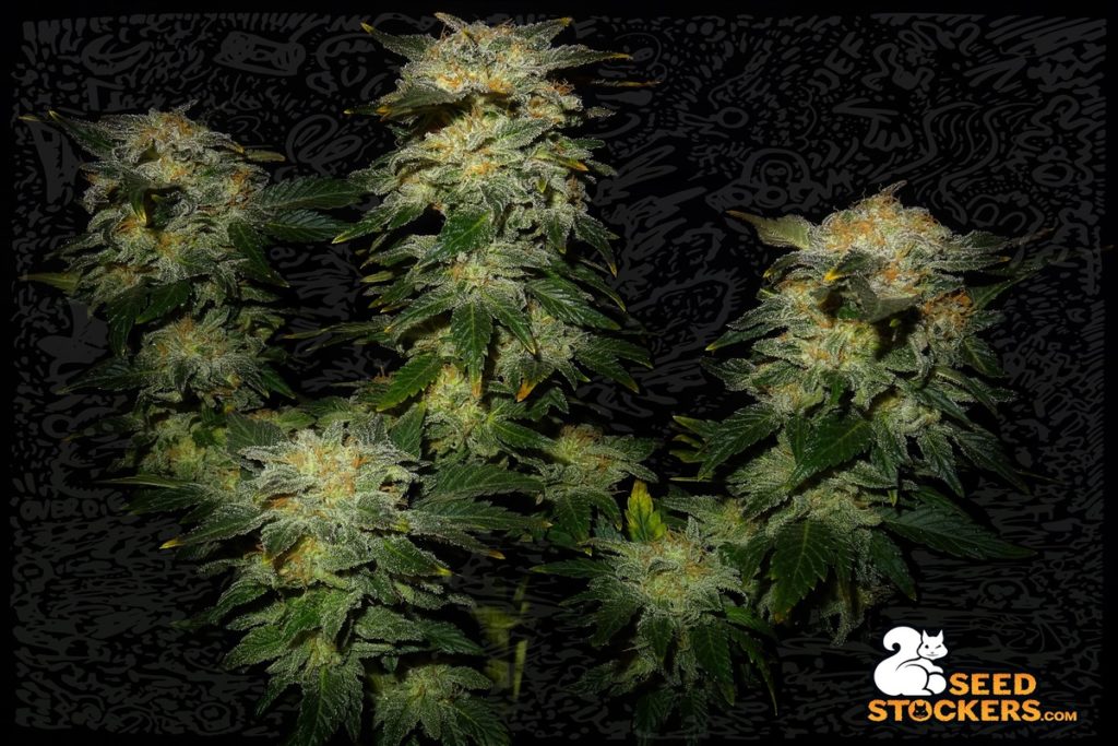 northern-lights-cannabis-leaves northern-lights-cannabis-leaves