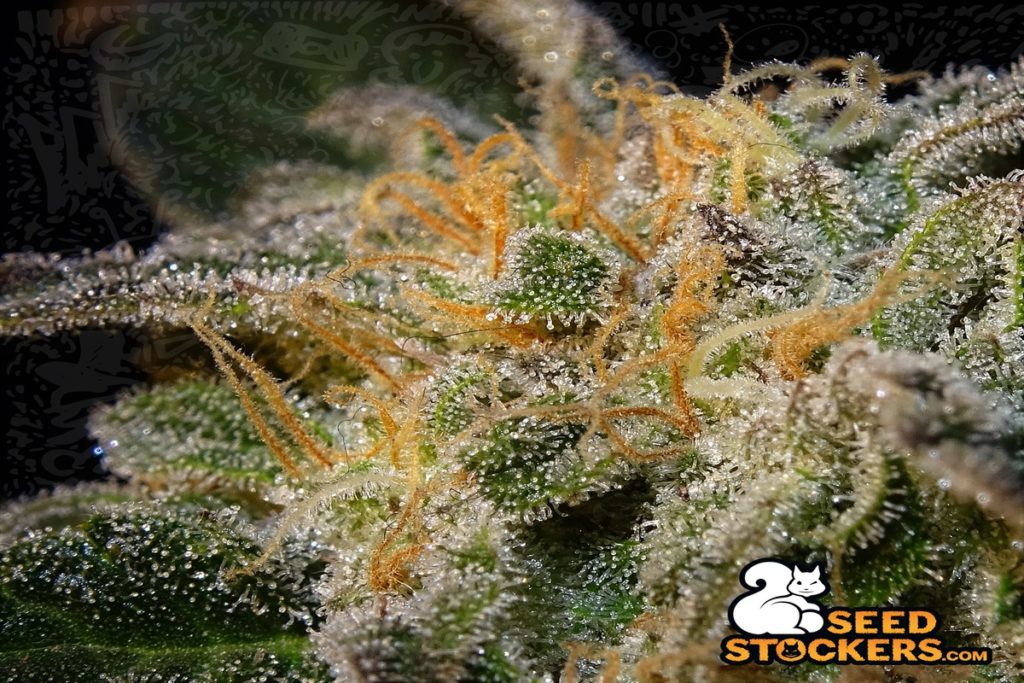 Northern Lights cannabis flowers northern-lights-flowers