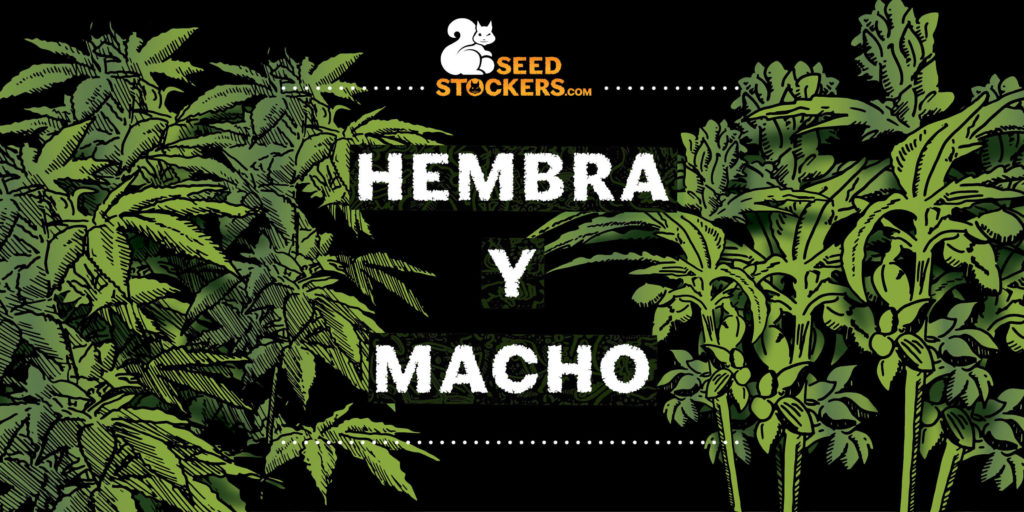 consejos para sexar cannabis