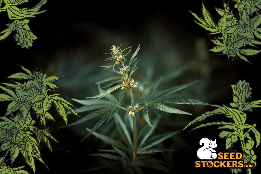 Early-signs-of-male-cannabis