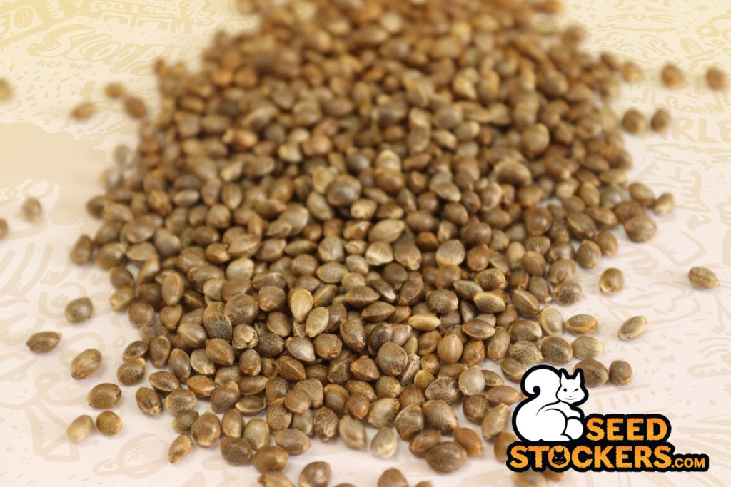 Feminized-cannabis-seeds