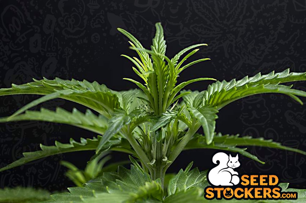 How-to-introduce-flowering-in-cannabis