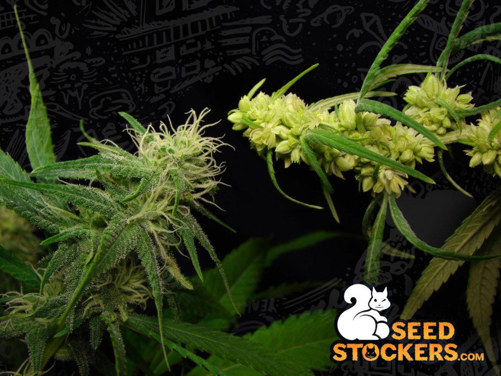 How-to-tell-if-a-Cannabis-is-male-or-female