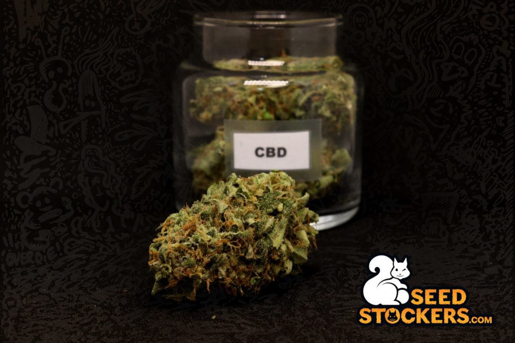 cbd-alivio-dolor cbd-alivio-dolor
