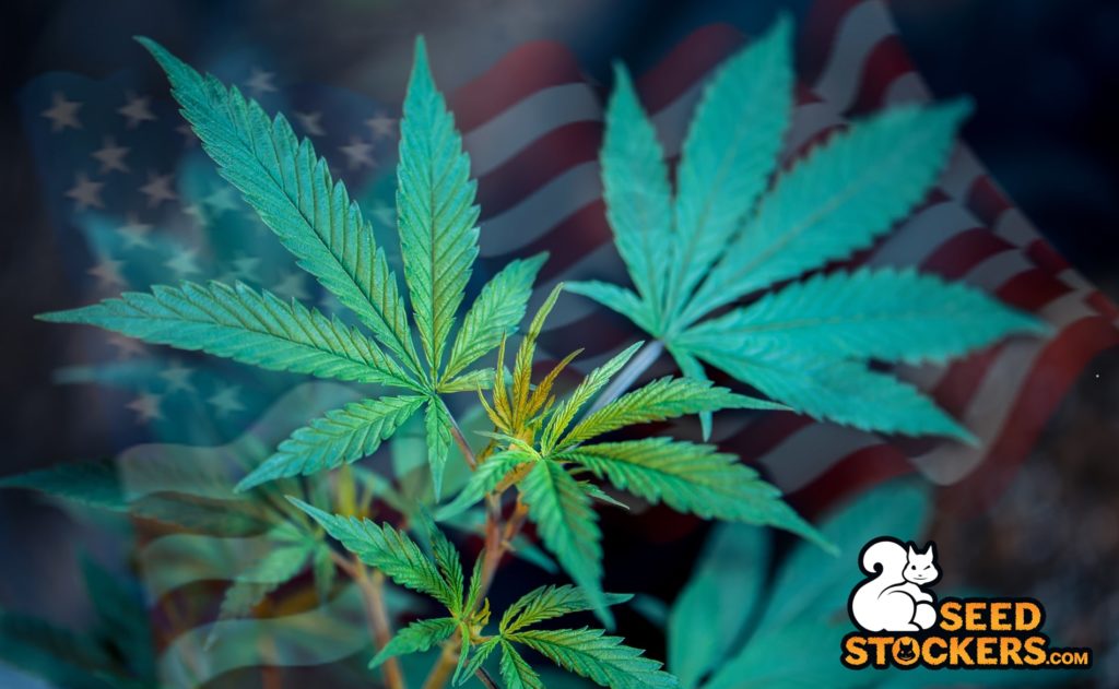 usa cannabis