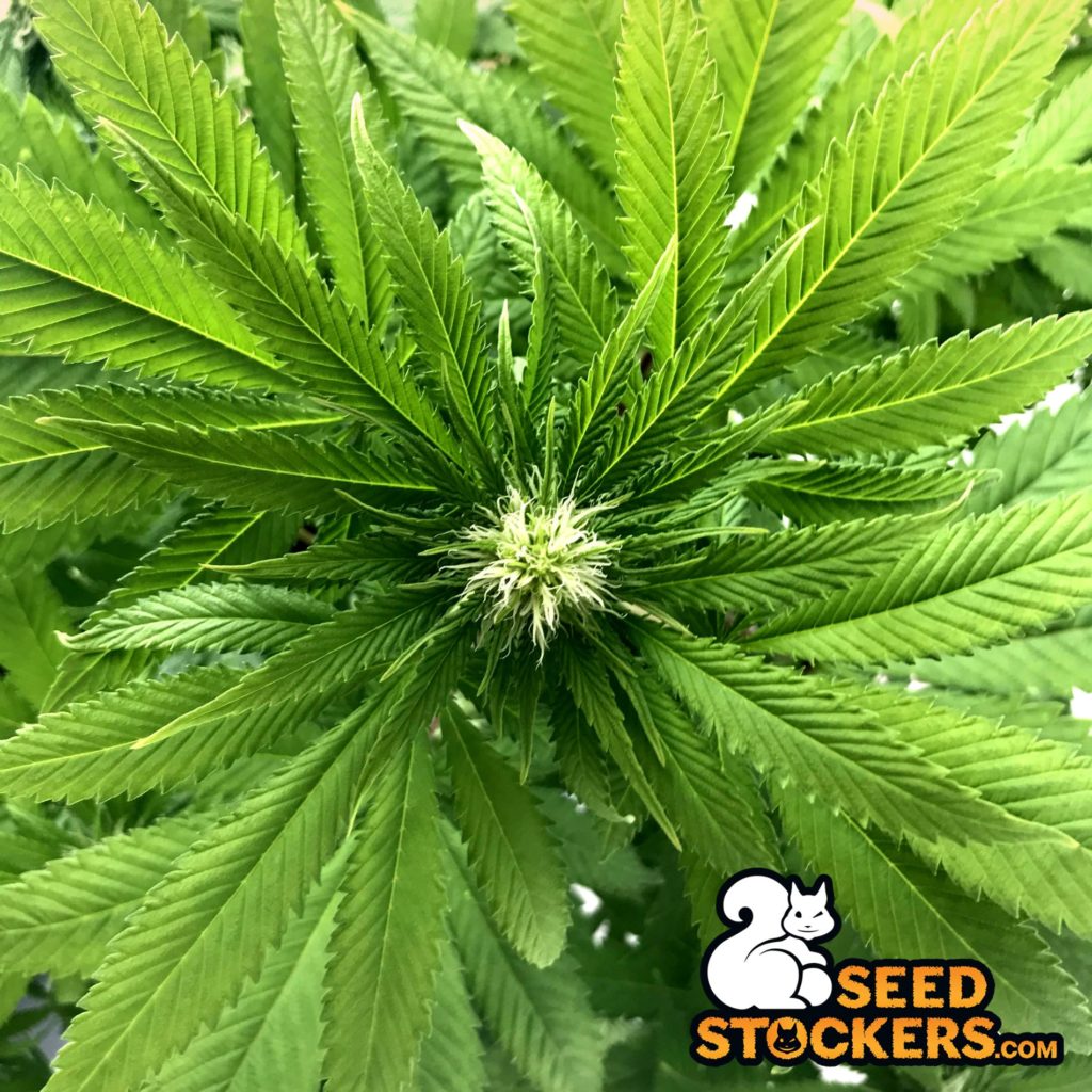 What-does-female-weed-plant-look-like