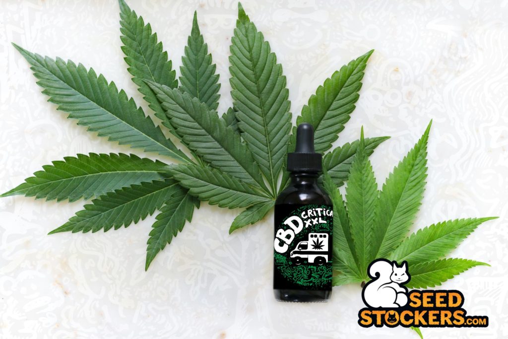 CBD Critical XXL Feminizada CBD Critical XXL Feminizada