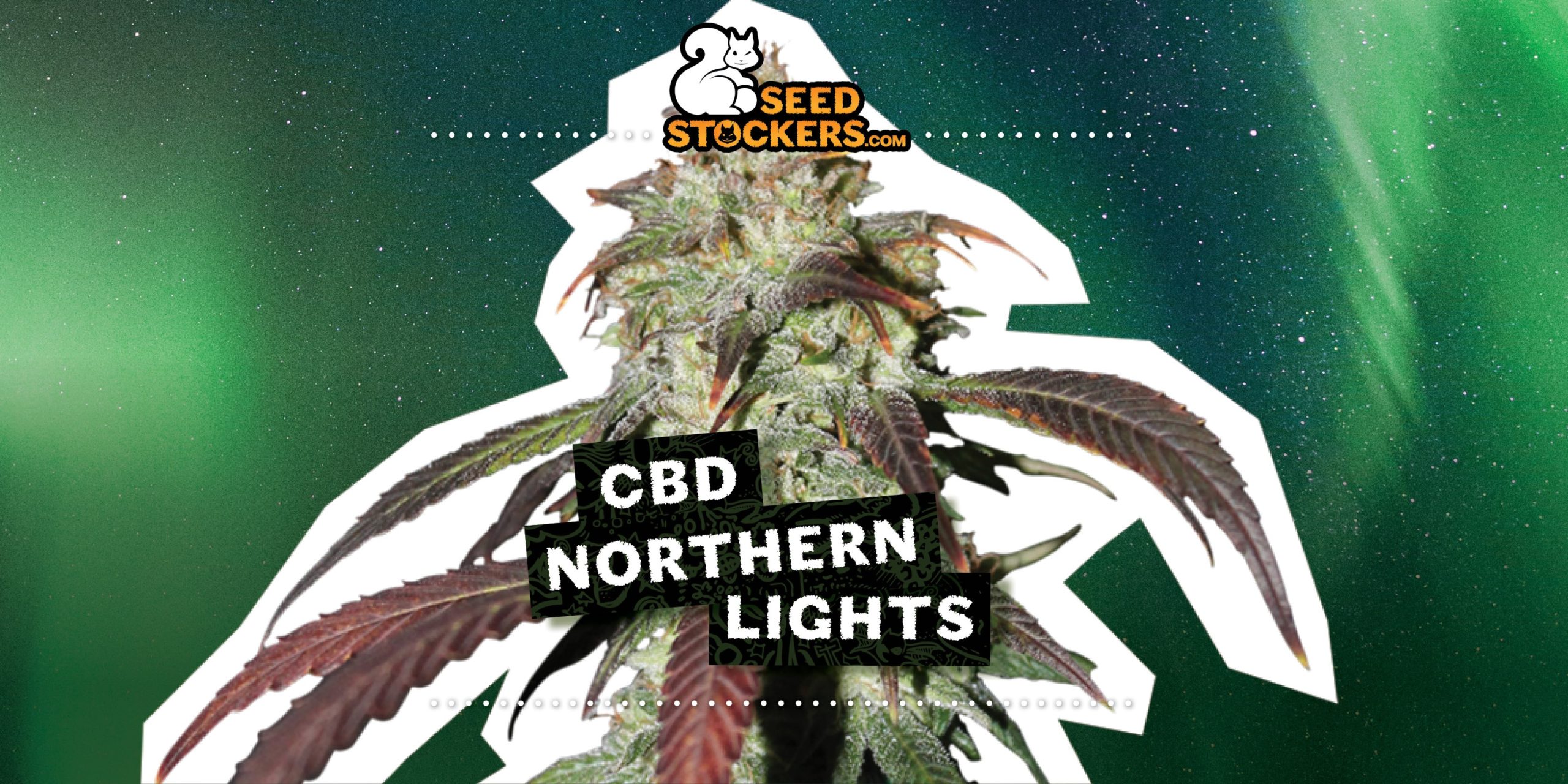 New CBD Northern Lights from Seedstockers