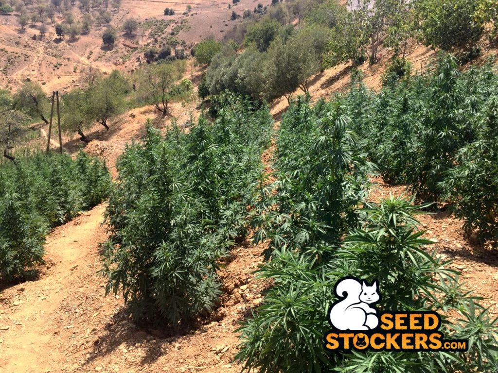 piante di cannabis in marocco