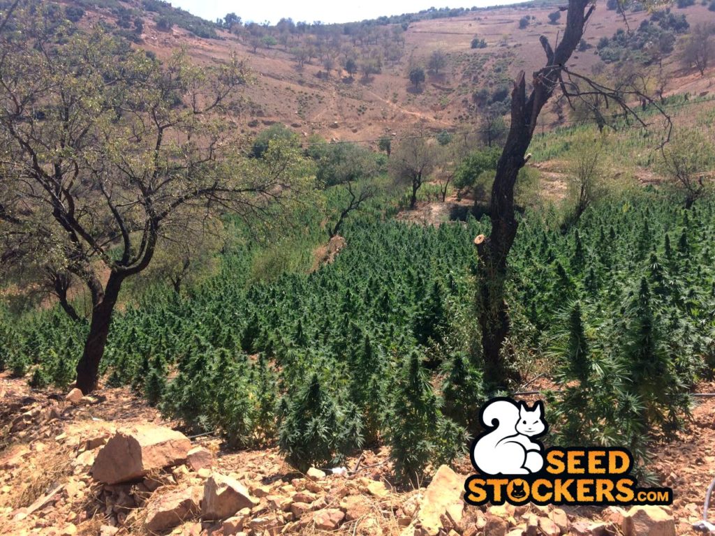 piante di cannabis in marocco
