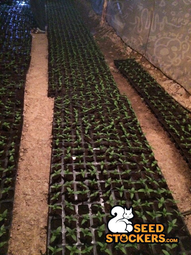 piante di cannabis in marocco