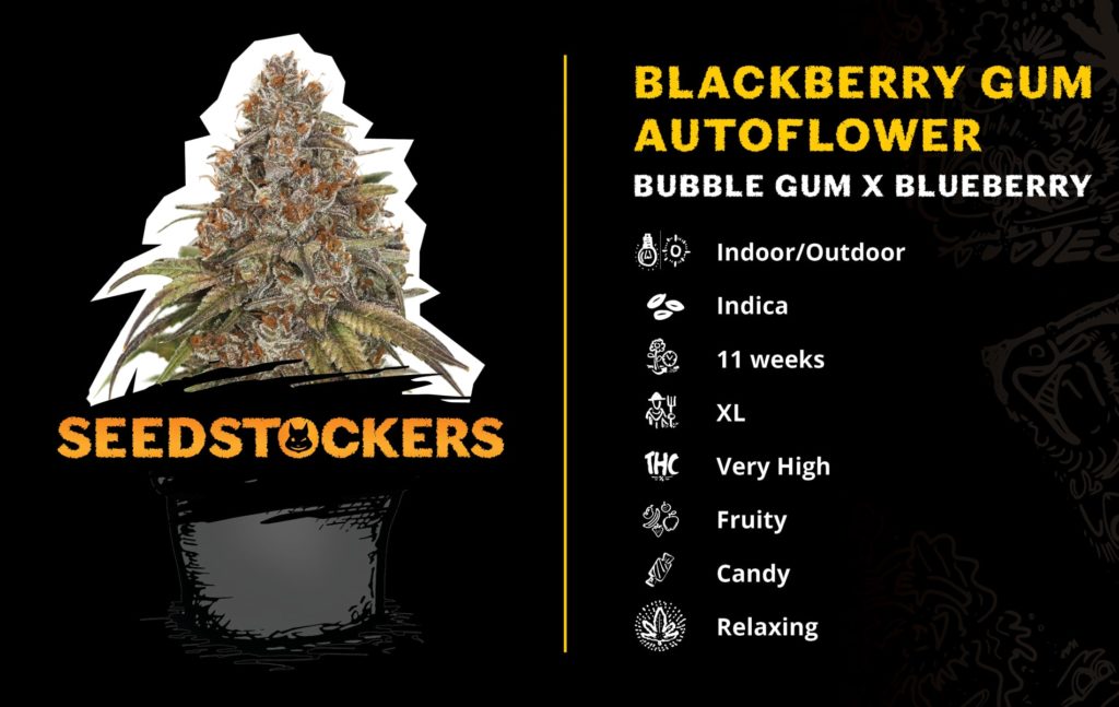 blackberry gum auto Blackberry-Gum-HomeGrown-Cup-2020-AUTO_ENG