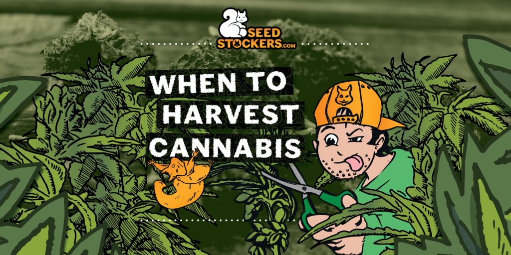 When_to_harvest_cannabis when to harvest cannabis