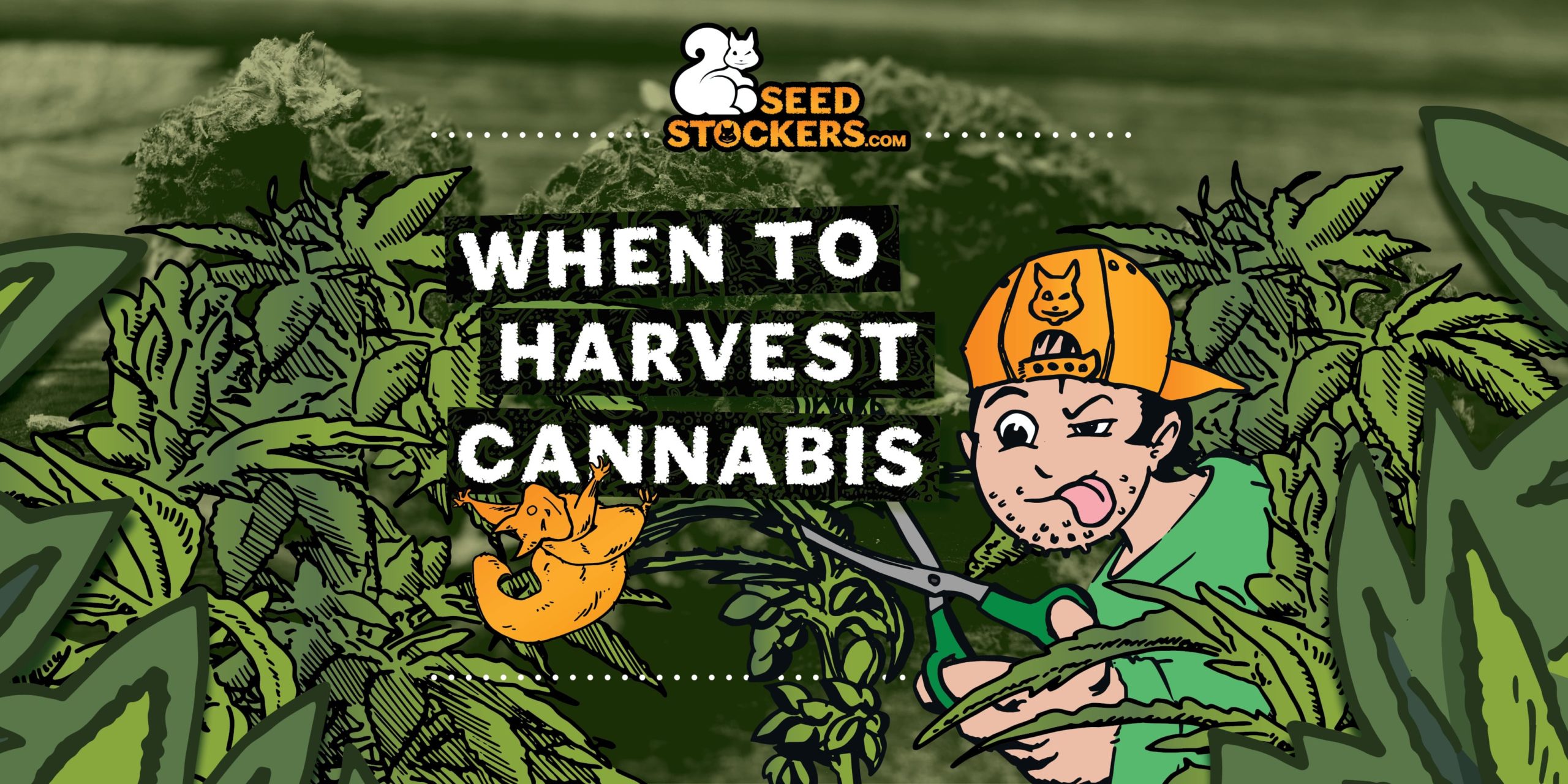 When_to_harvest_cannabis