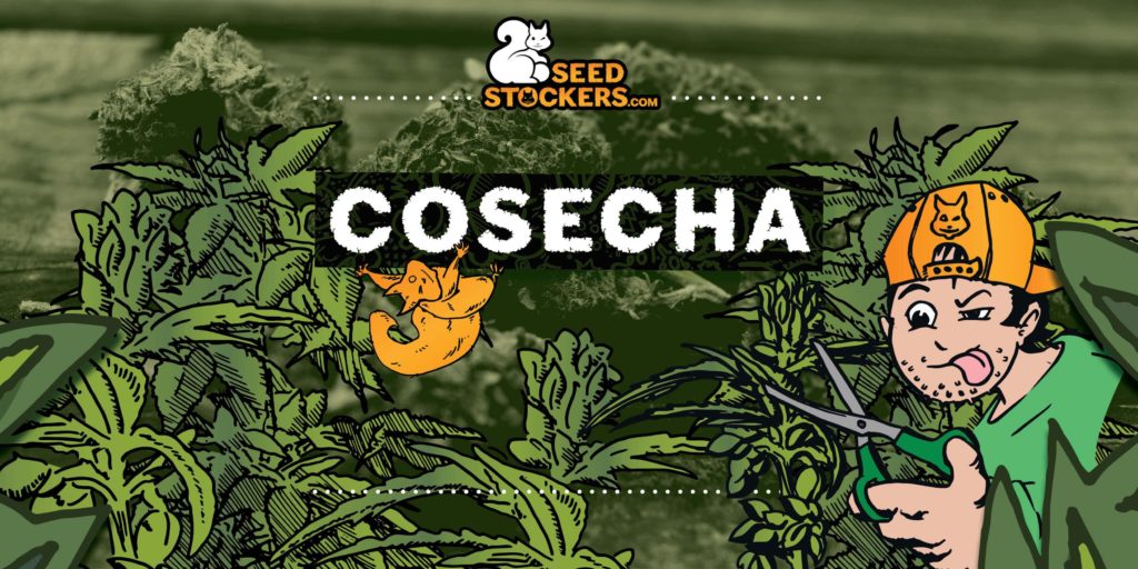 cuando cosechar cannabis