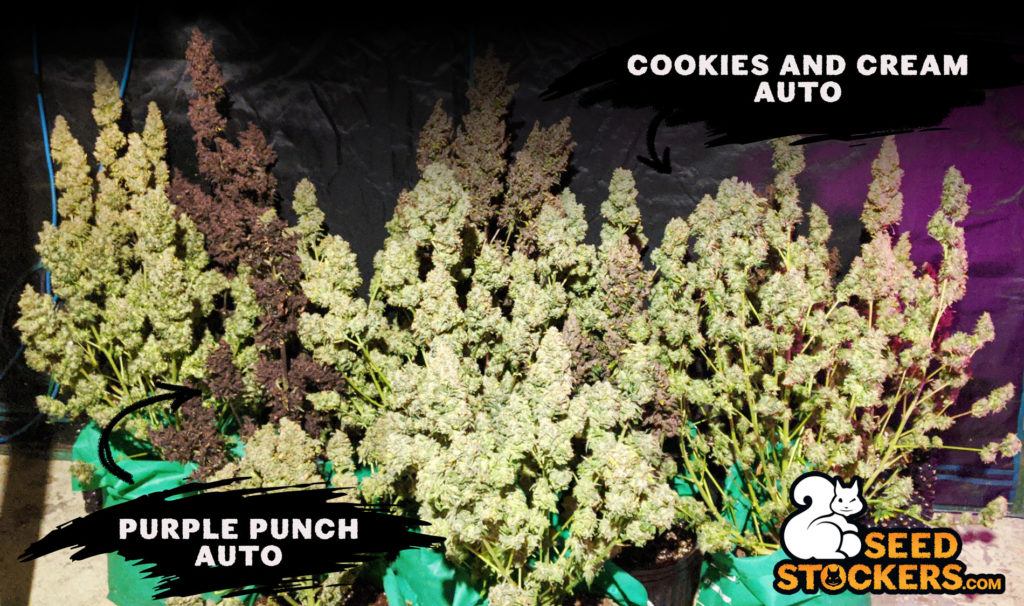 Purple-Punch-Auto-and-Cookies-&-Cream harvest cannabis