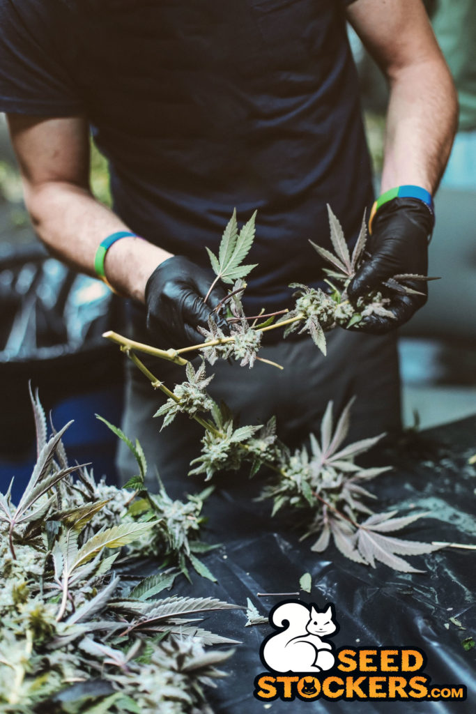 defoliation-cannabis harvest cannabis