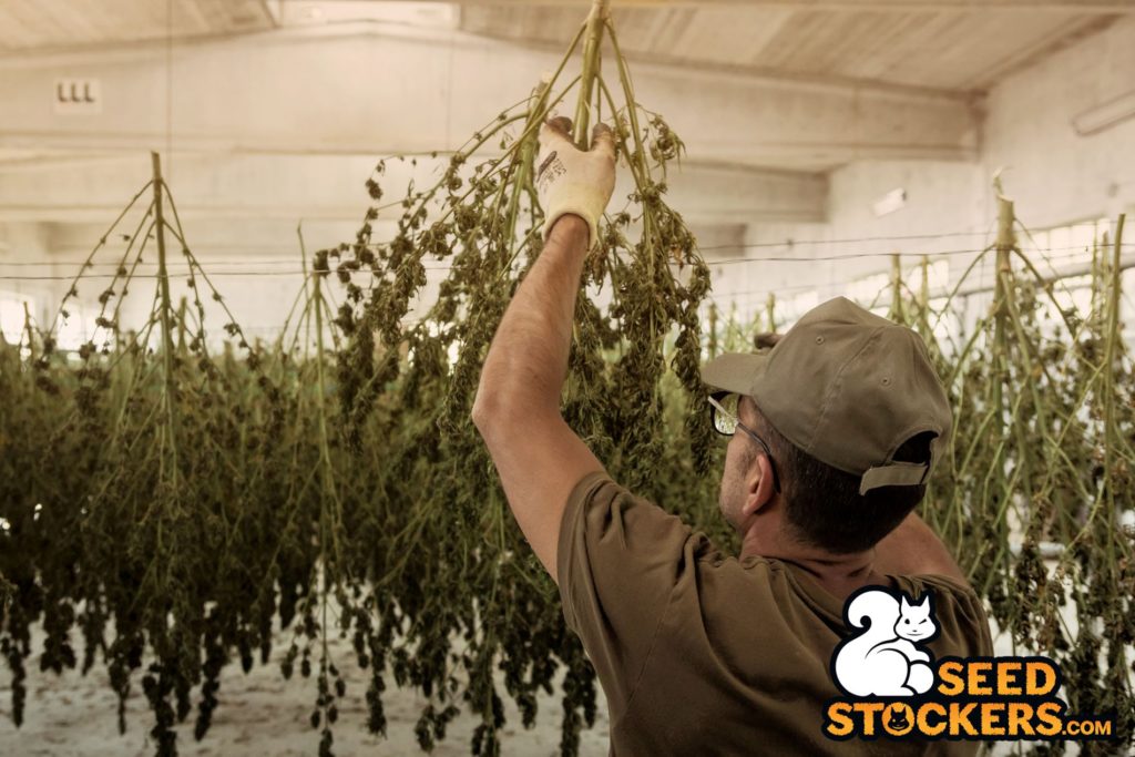 drying-cannabis when harvest cannabis