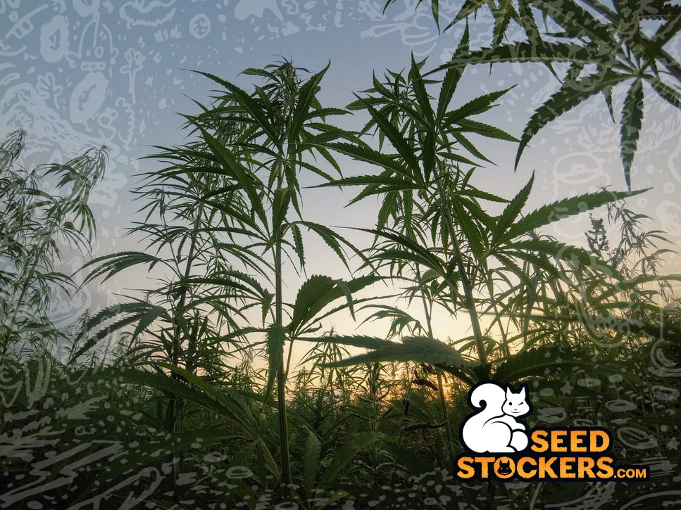 jamaica cannabis plants